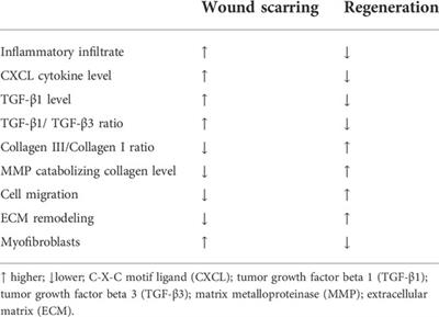 Role of fibroblasts in wound healing and tissue remodeling on Earth and in space